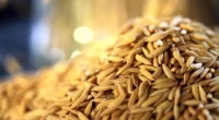 A queda expressiva de preços no arroz afeta produtores de todo o Brasil e em especial no Rio Grande do Sul, maior produtor nacional do alimento. De acordo com o […]