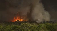 O desmatamento na Amazônia, em maio de 2025, alcançou 960 km², o que representa uma alta de 92% em relação ao mesmo mês de 2024. O aumento está diretamente ligado às mudanças […]