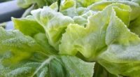 As fortes chuvas e a umidade excessiva no solo estão prejudicando a produção de folhosas, como alface, rúcula, salsa e cebolinha, favorecendo o apodrecimento das plantas e a ocorrência de […]