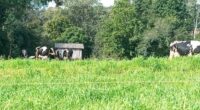 O predomínio de dias ensolarados e tempo mais seco proporcionou a retomada do crescimento das forrageiras anuais de inverno e a realização das adubações nitrogenadas de cobertura, beneficiando a pecuária […]