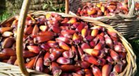 Enquanto a safra de grãos de inverno está em desenvolvimento e tem seu plantio prestes a ser encerrado no Rio Grande do Sul, a safra de pinhão, alimento típico da […]