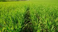 Com previsão de ser cultivada uma área de 1.198.276 hectares com trigo no Rio Grande do Sul nesta safra de inverno, a semeadura do cereal avançou no Estado de forma […]
