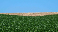 O período em que não se pode manter vivas plantas do cereal em qualquer fase de desenvolvimento vai até 30 de setembro Inicia nesta quinta-feira (3/7) o vazio sanitário da soja no […]