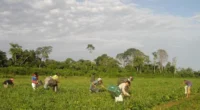 O Banco Nacional de Desenvolvimento Econômico e Social (BNDES) anunciou que ofertará R$ 70 bilhões em financiamentos ao setor agropecuário no Plano Safra 2025/2026, informou a Agência Estado. O valor é 5% superior […]