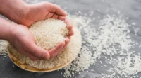 O Brasil encerrou o primeiro semestre do ano com exportação de 389,2 mil toneladas de arroz beneficiado e receita de US$ 123,1 milhões. Os dados são de relatório divulgado periodicamente […]