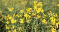 As precipitações em volumes satisfatórios que ocorreram nos últimos períodos no Rio Grande do Sul restabeleceram os níveis de umidade do solo e beneficiaram o desenvolvimento da cultura da canola, […]