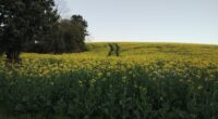 Entre as culturas de inverno, a canola encontra-se em fase mais avançada de desenvolvimento, com 14% das áreas em desenvolvimento vegetativo, 67% em floração, 17% em enchimento de grãos, e […]