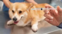 A raiva é uma das zoonoses mais perigosas do mundo. Facilmente transmitida por mordidas ou contato direto com secreções infectadas e com taxa de letalidade próxima de 100%, a doença ainda circula […]