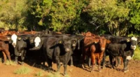 As exportações de carne bovina atingiram um recorde em julho, de acordo com o Centro de Estudos Avançados em Economia Aplicada (Cepea), da Universidade de São Paulo (USP). Em julho, foram exportadas 310,2 […]