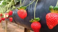 Estudo semanal de cotações praticadas na Central de Abastecimento (Ceasa) de Porto Alegre aponta que o preço do quilo do morango teve queda de 41,67% nesta semana. O valor caiu […]