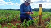A Emater/RS-Ascar, em parceria com a Rede Técnica Cooperativa (RTC), iniciou neste ano uma ação conjunta para monitorar a presença da cigarrinha-do-milho (Dalbulus maidis), considerada atualmente o principal inseto-praga da […]