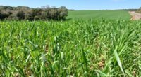 A evolução do cultivo de trigo segue adequada no Rio Grande do Sul, onde 55% das lavouras estão no final do ciclo vegetativo, em alongamento do pseudocaule e em desenvolvimento […]