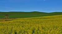 As lavouras de canola no Rio Grande do Sul apresentam condições apropriadas, beneficiadas por boa disponibilidade de radiação solar e temperaturas amenas, que também favoreceram o florescimento e o enchimento […]