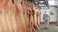 As exportações brasileiras de carne suína (in natura e processados) totalizaram 121,4 mil toneladas em agosto, 2,8% mais que o total embarcado no mesmo período do ano passado, então 118,1 mil toneladas. […]