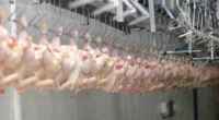 A União Europeia anunciou, nesta segunda-feira, 22, a reabertura do mercado europeu para a carne de frango e de peru produzida no Brasil. As exportações estavam suspensas desde maio, após a confirmação […]