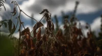 A jornalista Carolina Pastl colabora com a colunista Gisele Loeblein, titular deste espaço. A primavera chegou ao Rio Grande do Sul e, com ela, trouxe chuva e esperança de trégua […]