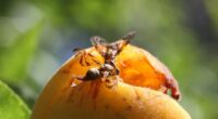 A presença da mosca-das-frutas nos pomares é uma das principais causas de perdas na fruticultura gaúcha. O inseto, que ocorre em todas as regiões do Rio Grande do Sul, é […]