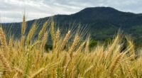 O cenário da safra do trigo no Rio Grande do Sul permanece favorável, e as lavouras apresentam elevado potencial produtivo. De acordo com o Informativo Conjuntural divulgado pela Emater/RS-Ascar, nesta […]