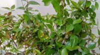 A Secretaria Municipal de Agricultura e Meio Ambiente de Bossoroca está distribuindo mudas nativas à comunidade nesta terça-feira, 7, como parte das celebrações do aniversário da cidade. De acordo com […]
