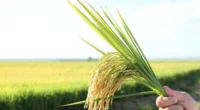 O arroz atravessa um momento de extrema instabilidade, marcado por uma paralisia comercial quase total, um atraso crítico no plantio da safra 2025/26 e uma preocupante redução do consumo interno. […]