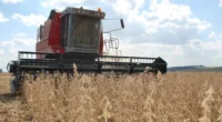 O Rio Grande do Sul pode alcançar uma safra recorde de grãos no ano agrícola 2025/26, caso as condições climáticas sejam favoráveis e as projeções da&nbsp;Companhia Nacional de Abastecimento (Conab)&nbsp;se [&hellip;]