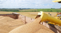 Projeção do preço, que encolheu 4%, é de ainda maior queda visto a entrada da nova safra, o real valorizado e a produção global recorde O trigo no mercado brasileiro […]