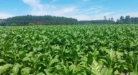 Leandro Mariani Mittmann Principal produtor e exportador de tabaco do Brasil, o Rio Grande do Sul concentra uma atividade que combina forte impacto econômico, alta geração de renda no campo e [&hellip;]