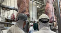 O Programa Carne Angus Certificada registrou uma ampliação de exportações de 260% no ano passado em relação a 2024.&nbsp;Foram embarcadas 11,28 mil toneladas para 35 destinos, cinco a mais que [&hellip;]