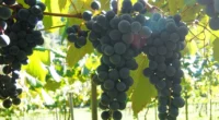 A&nbsp;Embrapa Uva e Vinho&nbsp;(RS) lançou nesta terça-feira (10)&nbsp;duas cultivares de uva para cultivo na Serra, principal polo brasileiro de uvas destinadas ao processamento. Concentrando alta pigmentação na casca e polpa, [&hellip;]