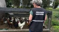 O Serviço de Vigilância Sanitária Animal da Secretaria da Agricultura, Pecuária, Produção Sustentável e Irrigação (Seapi) está realizando visitas a propriedades com aves domésticas num raio de 10km do&nbsp;foco de [&hellip;]