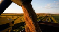 Em algumas regiões do Estado, produtores verificaram preços até 70% mais altos Em meio a um cenário de dificuldades em relação às cotações do arroz, os produtores têm realizado suas [&hellip;]