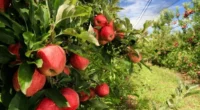 Seapi firmou convênio com a Embrapa para frear incidência mosca-das-frutas Para interromper a incidência de uma praga que atinge a fruticultura no Rio Grande do Sul, a Secretaria da&nbsp;Agricultura, Pecuária, [&hellip;]