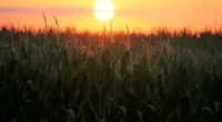 Boletim de Conjuntura do DEE indica ainda cenário desafiador para indústria, comércio e serviços As perspectivas para a economia do Rio Grande do Sul em 2026 indicam&nbsp;crescimento da agropecuária, impulsionado, [&hellip;]
