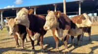 Animais premiados mostram avanço da genética e reforçam papel da raça na produção de carne premium no Sul A Associação Brasileira de Hereford e Braford colocou na pista da&nbsp;Exposição Nacional, [&hellip;]