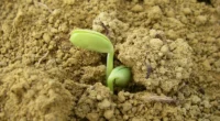 Programa Operação Terra Forte já chegou aos primeiros diagnósticos sobre erosão, compactação e cobertura nas propriedades familiares A instituição CropLife Brasil fez um levantamento sobre a utilização de bioinsumos na [&hellip;]