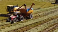 Segundo Irga, os números indicam boa produtividade do cereal nesta safra A colheita de arroz atingiu 68,88% da área semeada no Rio Grande do Sul. Os dados, divulgados nesta quinta-feira [&hellip;]