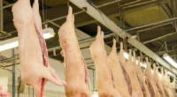 Avicultura e suinocultura impulsionam estimativas da Conab A produção de carne suína e de frango deverá atingir neste ano o maior patamar na série histórica da Companhia Nacional de Abastecimento [&hellip;]