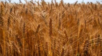 Disparada dos preços do diesel e dos fertilizantes motiva previsão da FecoAgro-RS A exemplo do ano passado, os agricultores gaúchos deverão semear menos trigo em 2026. Diante do aumento do [&hellip;]