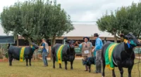 Ao todo, 107 exemplares foram avaliados no julgamento promovido pela Associação Brasileira de Angus A primeira Exposição Nacional das raças Angus e Ultrablack realizada no município de Vacaria, na região [&hellip;]