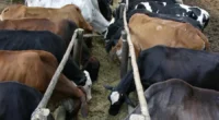 Recursos incluem 300 mil embriões para melhoramento genético, nova linha de crédito rural e o Pronaf Mais Leite para produtores rurais O governo federal vai anunciar na próxima segunda-feira, 27, [&hellip;]