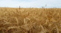 Excesso de chuvas pode prejudicar desenvolvimento e colheita do trigo no Estado, alerta meteorologista; agrônomo da Emater/RS-Ascar destaca importância de tratamentos preventivos contra doenças A evolução das condições favoráveis ao [&hellip;]