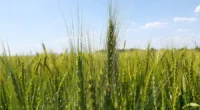 A projeção é da segunda pesquisa de intenção de plantio de Safras &amp; Mercado, que ainda prevê a produção gaúcha 30% inferior A segunda pesquisa de intenção de plantio de [&hellip;]