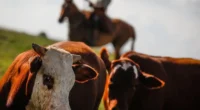 Nos primeiros quatro meses do ano, os chineses importaram mais de 400 mil toneladas, com avanço de 19,4% As exportações de carne e derivados de bovinos no&nbsp;mês de abril alcançaram [&hellip;]