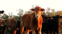 Setor respondeu por 48,8% das exportações brasileiras; no acumulado do ano, vendas externas do agro somam US$ 54,6 bilhões As exportações brasileiras do agronegócio&nbsp;somaram US$ 16,65 bilhões em abril de [&hellip;]