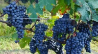 Desenvolvimento pode reduzir custos aos produtores por evitar a dependência da importação de mudas A vitivinicultura da Serra do Rio Grande do Sul vive um momento de transformação que pode [&hellip;]