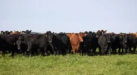 Ação promovida pela ABPA e ApexBrasil gerou US$ 3,25 milhões em negócios imediatos A participação da Associação Brasileira de Proteína Animal (ABPA), em parceria com a Agência Brasileira de Promoção [&hellip;]