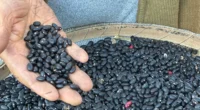 Potência agropecuária gaúcha é forjada por uma preciosa diversificação de atividades, sobretudo empreendida na produção familiar A agropecuária do Rio Grande do Sul, apesar dos dissabores causados pelos sucessivos problemas [&hellip;]