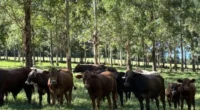 Estados brasileiros com maior protagonismo no comércio exterior agropecuário devem concentrar os principais benefícios e os maiores desafios regulatórios do acordo entre União Europeia e Mercosul. Uma análise da Geocracia [&hellip;]