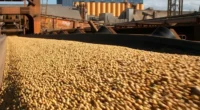 Destaque à soja em grão, que embarcou 122,7% a mais, e também à China, que retomou o posto de principal destino dos embarques do agronegócio O Rio Grande do Sul [&hellip;]