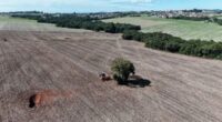 Enquanto se aproxima o final da colheita dos grãos de verão, como soja, milho, arroz e feijão 2ª safra, os produtores do Rio Grande do Sul se preparam para o [&hellip;]